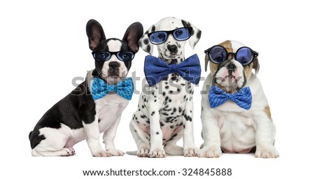 Group of dogs wearing glasses and bow ties