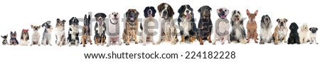 group of dogs of white background
