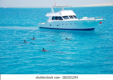Group of dolphins accompanied the boat