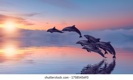 Group Of Dolphins Jumping On The Sea Wave At Sunset 