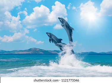 Group of dolphins jumping on the water - Beautiful seascape and blue sky