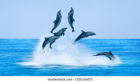 Group of dolphins jumping on the water - Beautiful seascape and blue sky