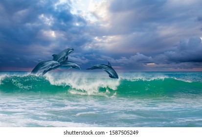 Group Of Dolphins Jumping On The Water At Sunset