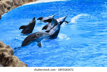 Group of dolphins jumps out of the pool in Loro Park Tenerife Spain. Dolphin show. Show with dolphins in the pool (Loro park). Loro Parque, Puerto de la Cruz, Tenerife, Canary Islands, Spain.