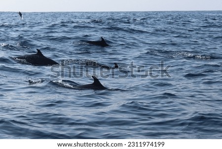 Group of dolphins in the ocean.