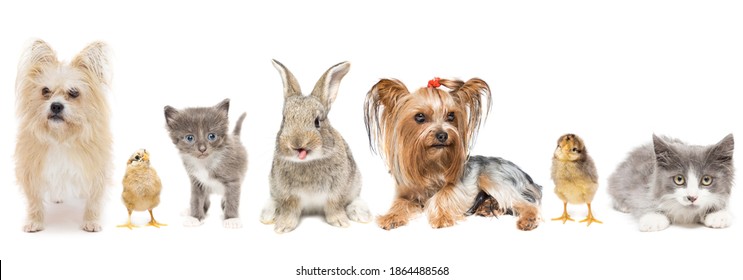 Group Of Domestic Animals And Birds. Isolated On White Background