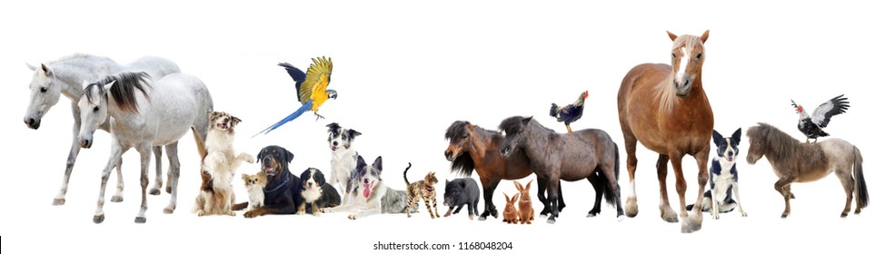 group of domestic animals and pets in front of white background