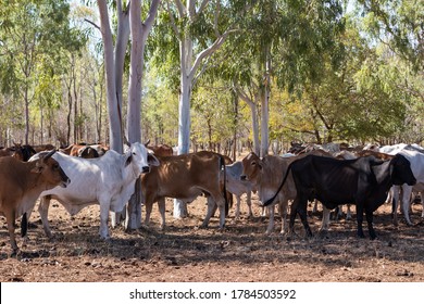 1,694 Cow hump Images, Stock Photos & Vectors | Shutterstock