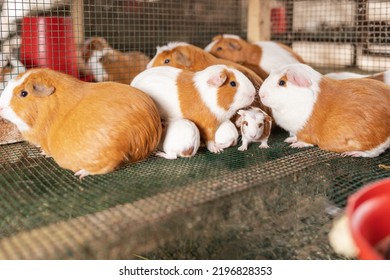 Group Of Domestic Guinea Pigs With Babies In A Cage In A Farm