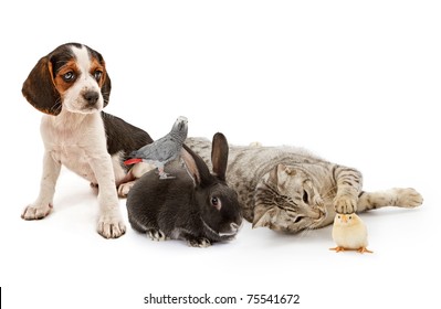 A group of domestic pets including a puppy, parrot, rabbit, cat and a baby chicken all sitting together