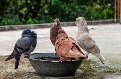 A Group Of Domestic Pigeons Bathing In A Bowl Of Water On The Rooftop