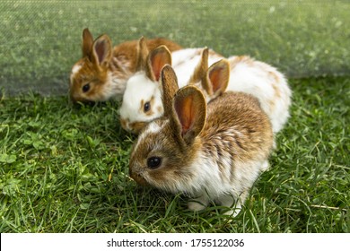 A group of domestic rabbits sitting outdoors.Little rabbits eating grass.Newborn animals in grass.Funny adorable baby rabbits asking for food.Cute Easter bunny close up.Agricultural scenery 