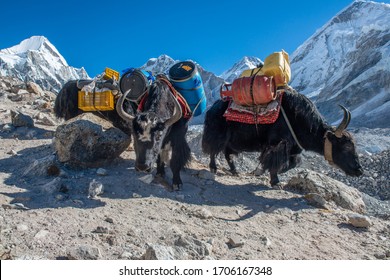 Group Of Domestic Yak Caravan Carrying Tourist Stuff On The Way To Everest Base Camp In Nepal. Yaks Transport Goods Across Mountain Passes For Local Farmers And Traders As Well As For Climbing Tour.