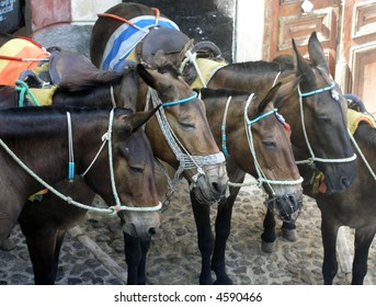Group of donkeys