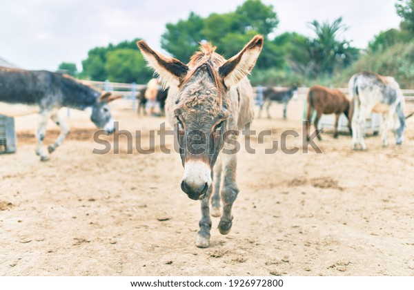 Group of donkeys walking\
at the farm.