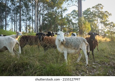 Group Dorper Breed Sheep Field Golden Stock Photo Shutterstock