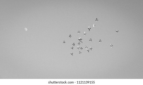 Group of Doves Flying to the Moon. - Shutterstock ID 1121139155