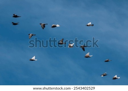 A group of doves flying in the sky selective focus