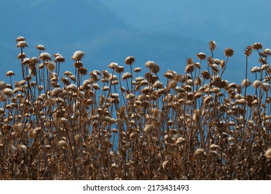 A group of Dried  blessed milk thistles. Also called  Marian thistle,  variegated thistle and Scotch thistle. Summer time in Greece. Silybum marianum. 