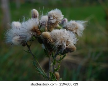 A Group Of Dry Creeping Thistle 