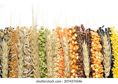 Group Of Dry Organic Colorful Cereal And Grain Seed Stripe With Dry Wheat Ear On White Background. Concept Of Raw Food Material Or Agricultural Product And Healthy Food Production