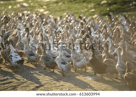 Group of duck walk in the farm during sunset