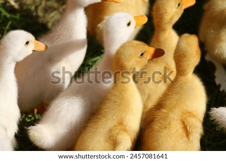 A group of ducklings captured by the camera while walking through the grass.