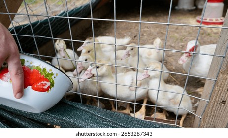 Group of ducklings inside a cage eagerly looking at a person offering food in an enamel bowl. Real farm life moment showing care, poultry raising, and sustainable backyard farming.