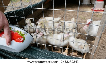 Group of ducklings inside a cage eagerly looking at a person offering food in an enamel bowl. Real farm life moment showing care, poultry raising, and sustainable backyard farming.