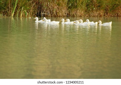 group of ducks