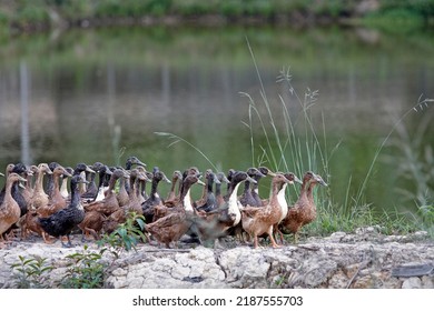 A Group Of Ducks Crossing The Farm