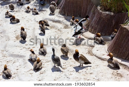 A Group of Ducks of Different Varieties on the Beach