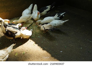 Group Of Ducks Eating Together In A Traditional Cage In The Countryside