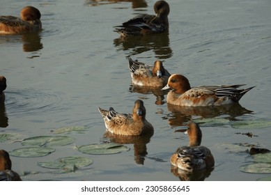a group of ducks floating on top of a lake
Birds floating on top of a lake
