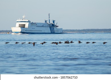 A group of ducks of flying before the ferry to Vlieland in the Netherlands in the holiday in the summer.