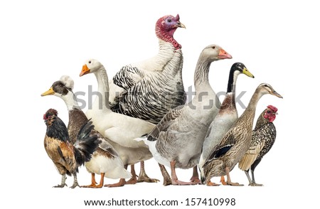 Group of Ducks, Geese and Chickens, isolated on white
