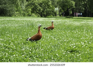 A group of ducks happily grazing on a lush, vibrant green meadow in a beautiful park setting - Powered by Shutterstock