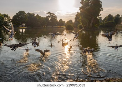 A Group Of Ducks Landing On The Water Surface