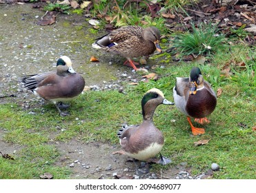 8,171 Ducks on land Images, Stock Photos & Vectors | Shutterstock