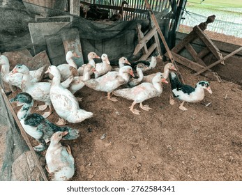 A group of ducks are in a rustic, enclosed barn or coop with dirt flooring, wooden and metal framework, and some netting, gathered mostly near the front. The ducks are of various colors and sizes, likely resting or awaiting feeding.