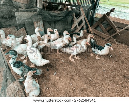 A group of ducks are in a rustic, enclosed barn or coop with dirt flooring, wooden and metal framework, and some netting, gathered mostly near the front. The ducks are of various colors and sizes, likely resting or awaiting feeding.
