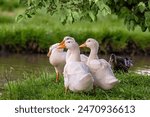 A group of ducks are standing in a grassy area by a body of water. The ducks are white and appear to be resting