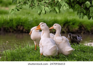 A group of ducks are standing in a grassy area by a body of water. The ducks are white and appear to be resting - Powered by Shutterstock