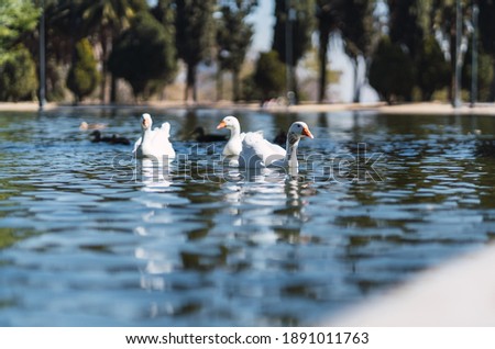group of ducks swimming in urban park lake animal life concept in urban park