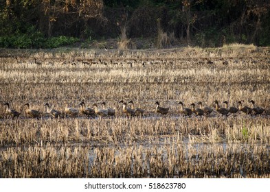group of ducks walking in the field