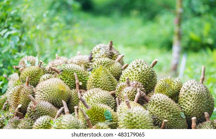 Group Of Durian In The Farm.
