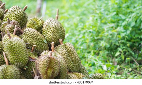 Group Of Durian In The Farm.
