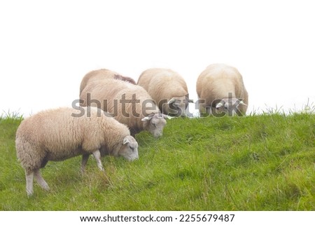 Group of Dutch sheep on a dike with fresh green grass isolated on a white background