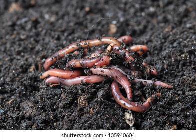 Group Of Earthworms.