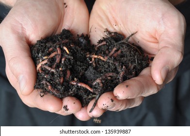 Group Of Earthworms In Hands